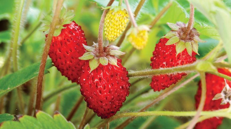 The Best Shade-Loving Plants for Containers That Pop ...