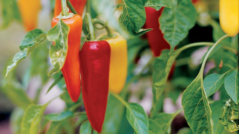 Grow These Fruits & Vegetables, Eat the Most Locally Possible - Sunset - Sunset Magazine