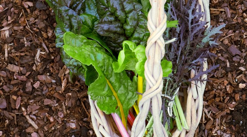 Winter Harvest Vegetables Try Growing These Easy Tasty and Nutritious Winter 