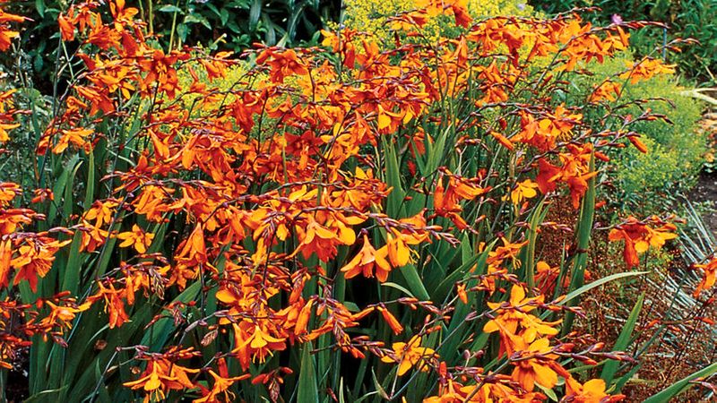 9 Great Beach Plants for Seaside Gardens - Sunset Magazine