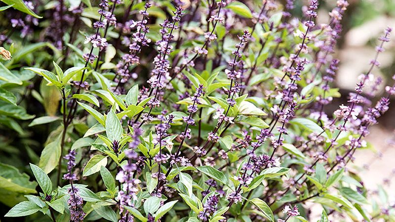 Indispensable Garden Herbs Sunset Magazine