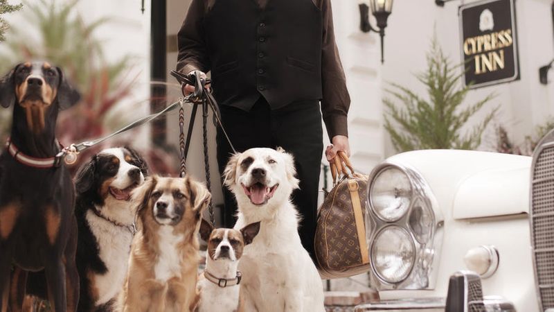 Best Dog Friendly Vacations 25 Trips For You And Your Pup