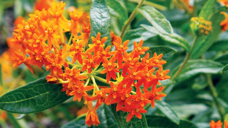 The Best Flowers to Get Bees, Butterflies & Other ...