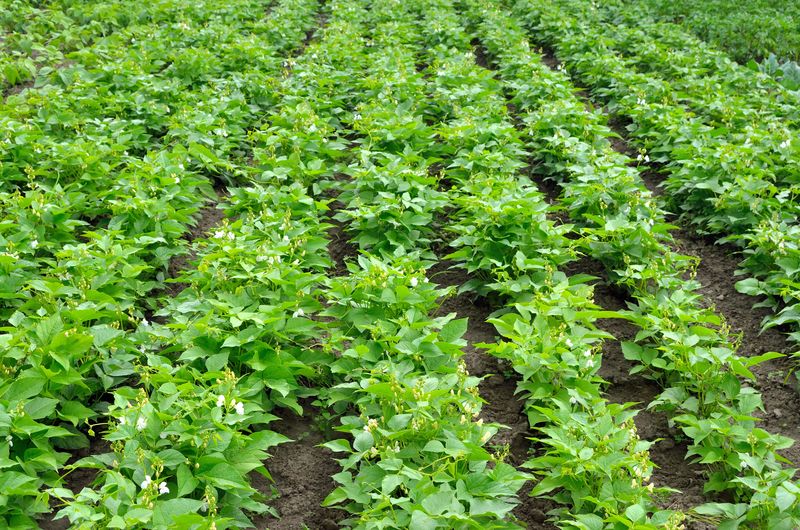 Cover Crops for Your Fall Garden Sunset Magazine