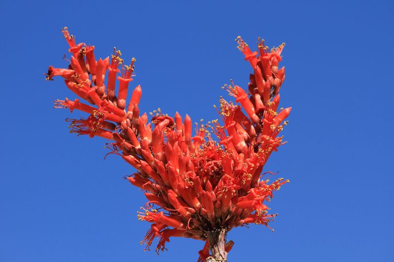 Top FireResistant Plants That Are Western Natives Sunset Magazine