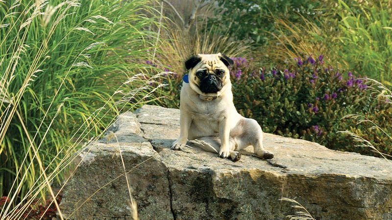 Backyard Ideas for Dogs - Sunset Magazine