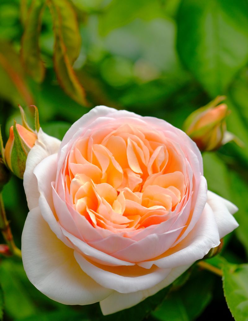 Best Varieties for Your Rose Garden Sunset Magazine