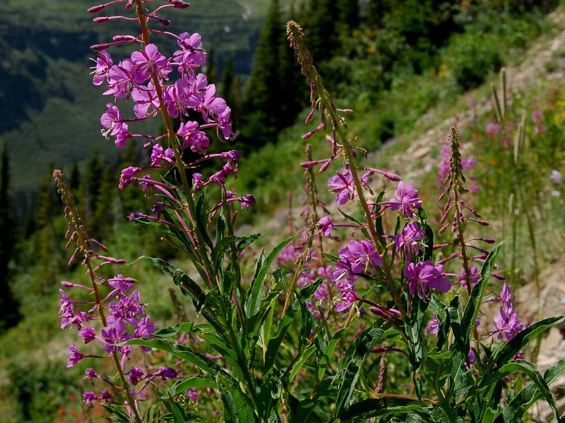 Top FireResistant Plants That Are Western Natives