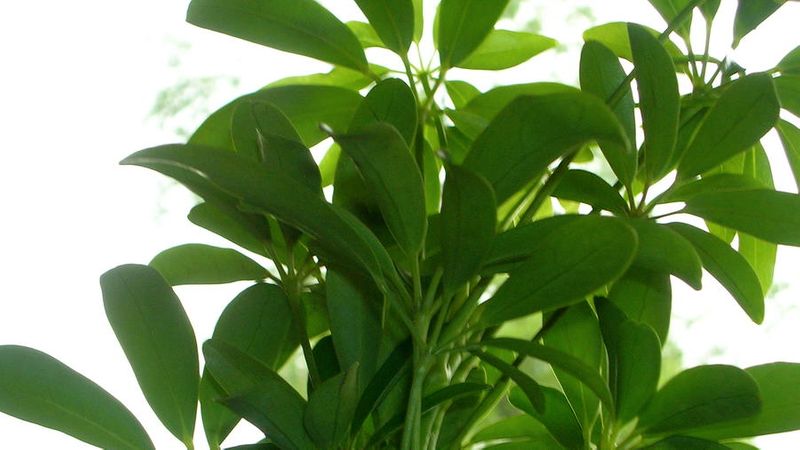 Best Tropical House Plants for Instant Vacay Vibes ...