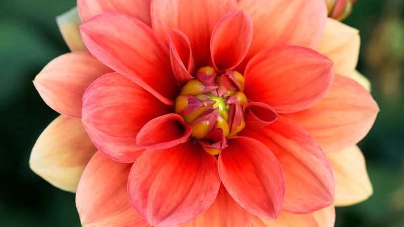 Drool-Worthy Dahlia Varieties for Every Garden and Bouquet ...