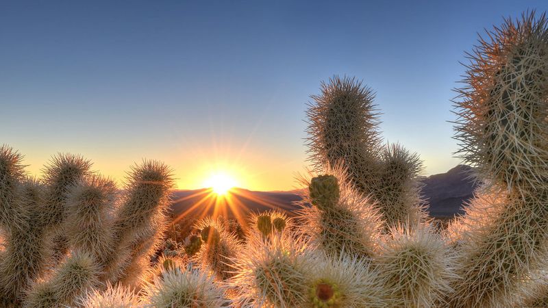 Joshua Tree: 10 Amazing Places to See in the National Park ...