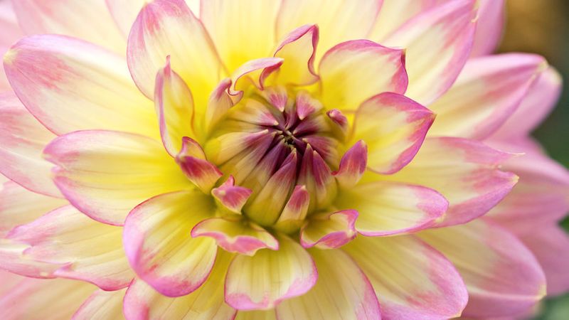 Drool-Worthy Dahlia Varieties for Every Garden and Bouquet ...