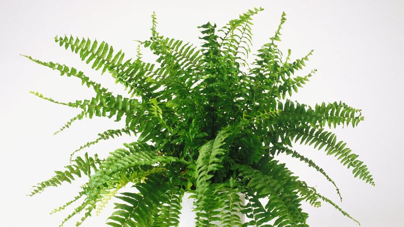 Best Houseplants For Clean Air Sunset Magazine The Clic