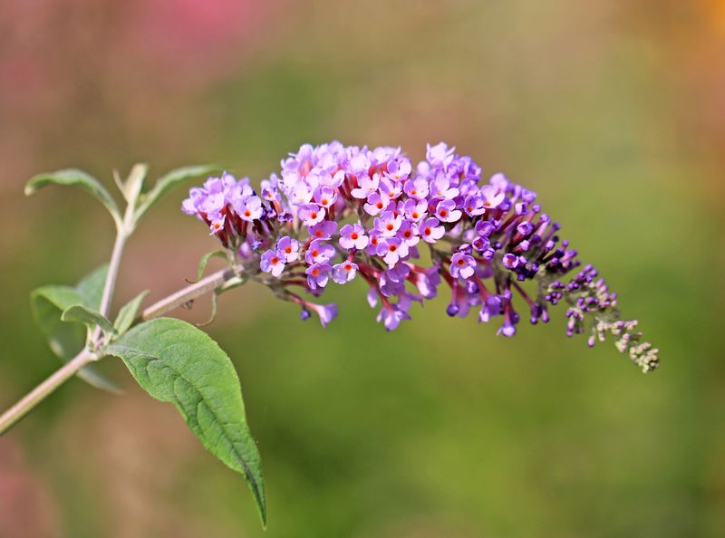 Invasive Plants to Avoid in Your Garden Sunset Magazine