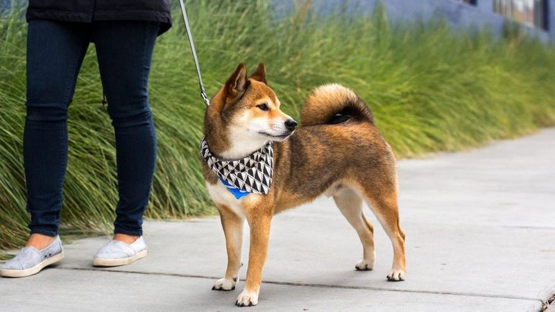 Awesome Finds for Dog Clothes & Accessories - Sunset Magazine