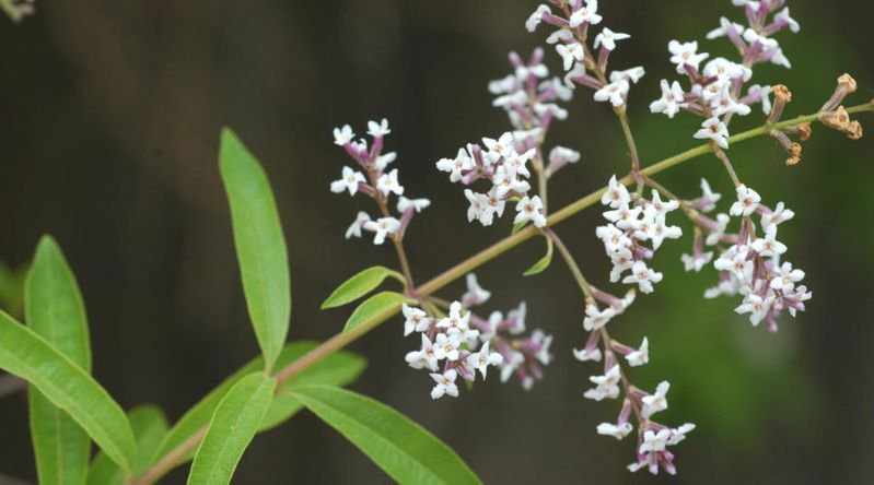 These Fragrant Blooms Will Sweeten Your Garden and Home - Sunset ...