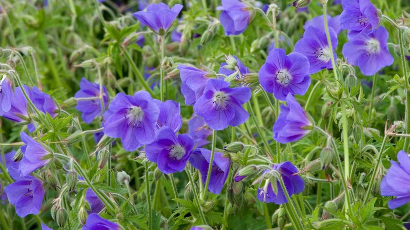 Shade Plants Make Low Light Gardens Pop With Color Sunset