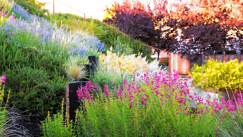 A Hillside Garden S Ingenious Design Sunset Magazine