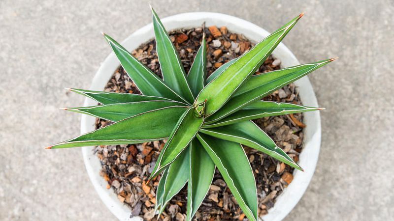 Best Tropical House Plants for Instant Vacay Vibes ...