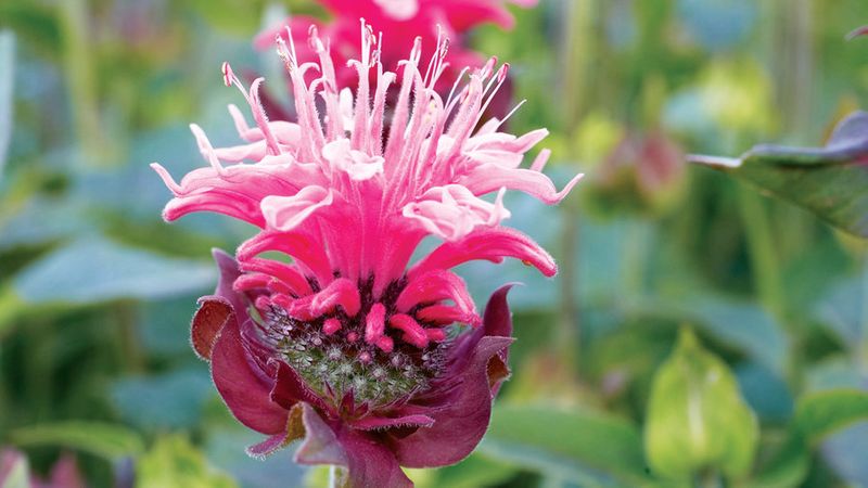 The Best Flowers to Get Bees, Butterflies & Other ...