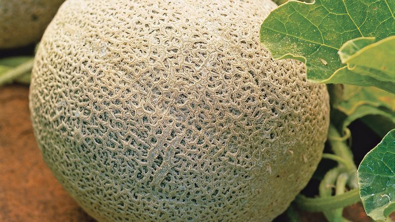 Grow These Fruits & Vegetables, Eat the Most Locally Possible - Sunset