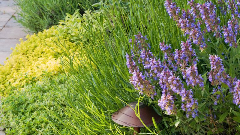 Gorgeous Garden Border Design Ideas For Any Yard In The West