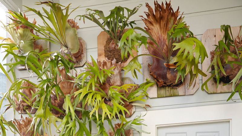 Staghorn Fern Decorating Ideas - Sunset Magazine