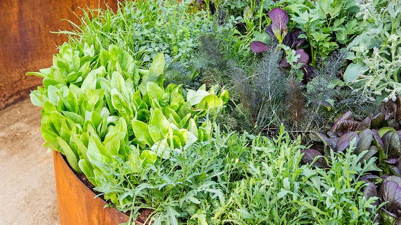 Small Backyard Ideas for an Edible Garden - Sunset Magazine