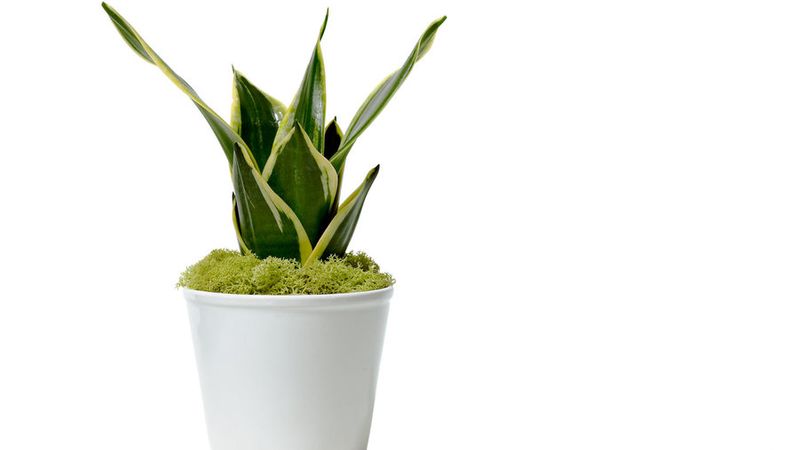 Create A Green Bathroom Sunset Magazine