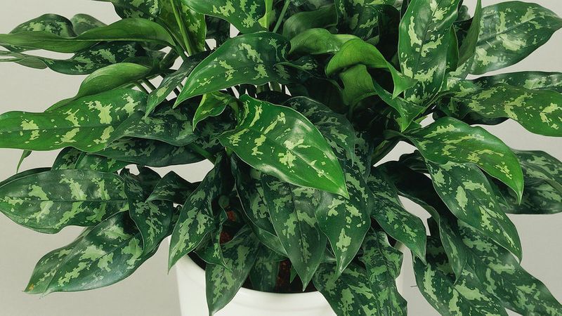 The 12 Best Low Light Houseplants For Darker Homes And