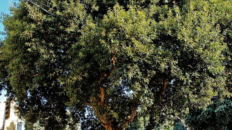 The Best Street Trees for Life in San Francisco - Sunset ...