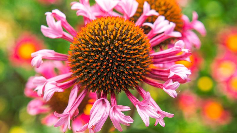 Spring Planting Guide - Sunset Magazine